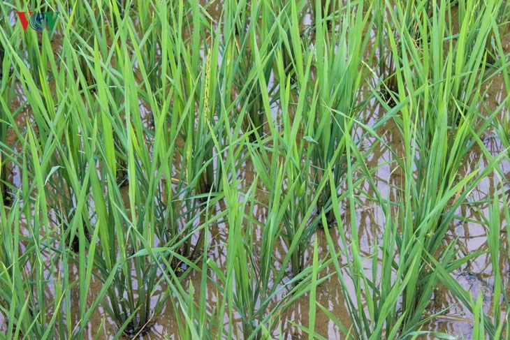 Terraced paddy fields in Tung San Commune - ảnh 3